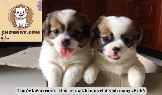 5 bước kiểm tra sức khỏe trước khi mua chó Nhật mang về nhà