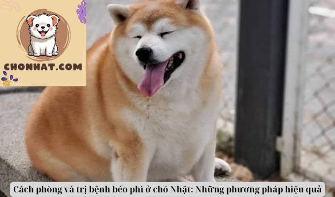 Cách phòng và trị bệnh béo phì ở chó Nhật: Những phương pháp hiệu quả