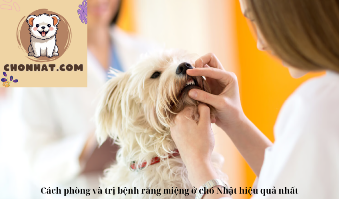 Cách phòng và trị bệnh răng miệng ở chó Nhật hiệu quả nhất