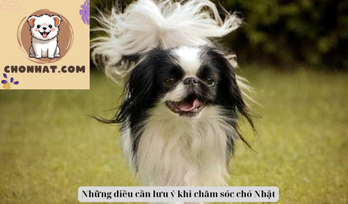 Những điều cần lưu ý khi chăm sóc chó Nhật