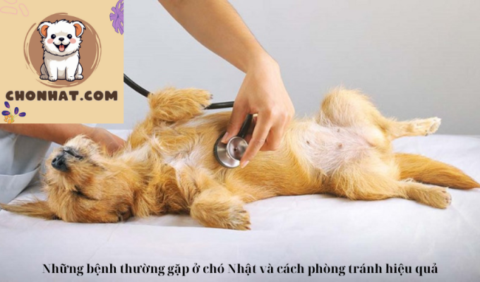 Những bệnh thường gặp ở chó Nhật và cách phòng tránh hiệu quả