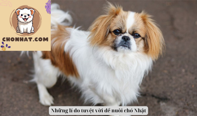 Những lí do tuyệt vời để nuôi chó Nhật