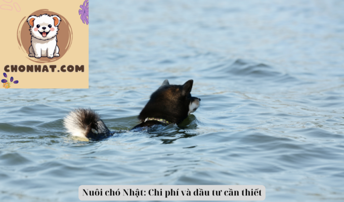 Nuôi chó Nhật: Chi phí và đầu tư cần thiết