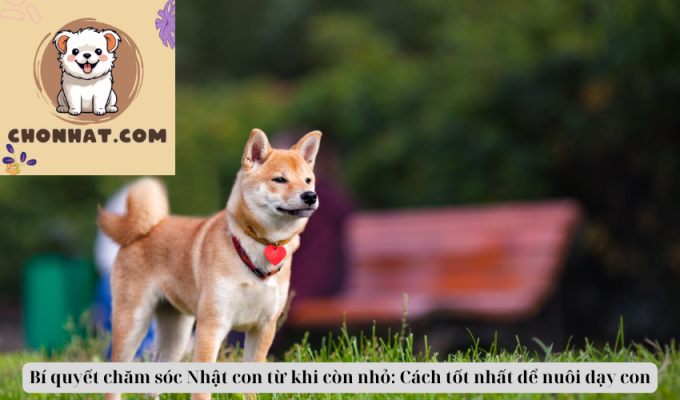 Bí quyết chăm sóc Nhật con từ khi còn nhỏ: Cách tốt nhất để nuôi dạy con