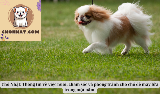 Chó Nhật: Thông tin về việc nuôi, chăm sóc và phòng tránh cho chó đẻ mấy lứa trong một năm.