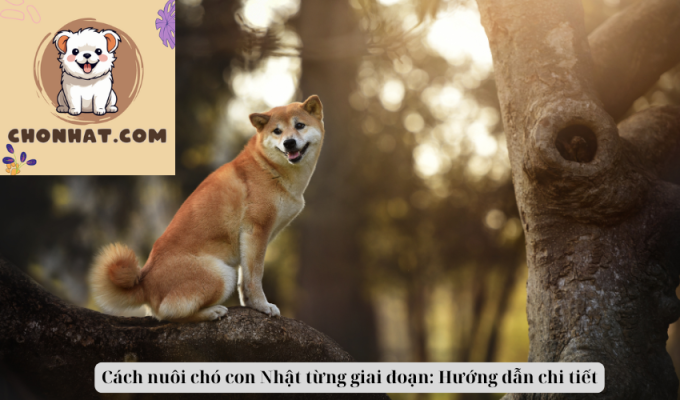 Cách nuôi chó con Nhật từng giai đoạn: Hướng dẫn chi tiết